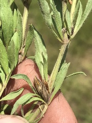 Dyschoriste costata