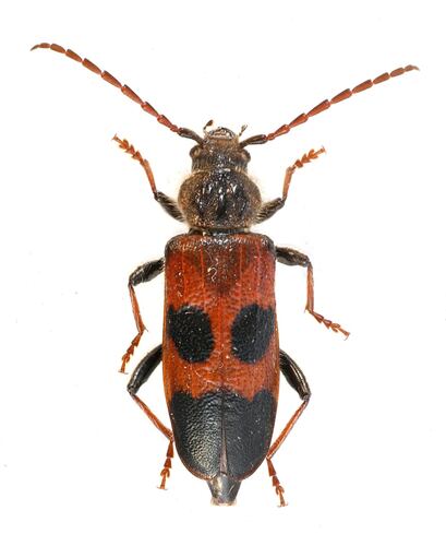 Semanotus amplus