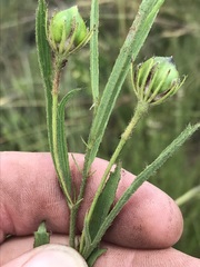 Hibiscus microcarpus