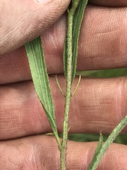 Hibiscus microcarpus