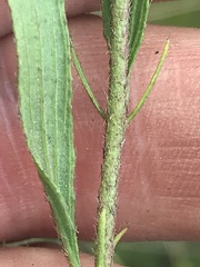Hibiscus microcarpus
