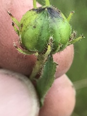 Hibiscus microcarpus