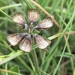 Ocimum motjaneanum - Photo (c) David Hoare, algunos derechos reservados (CC BY-NC), subido por David Hoare