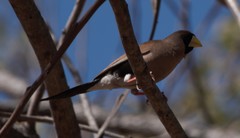Masked Finch photo 4