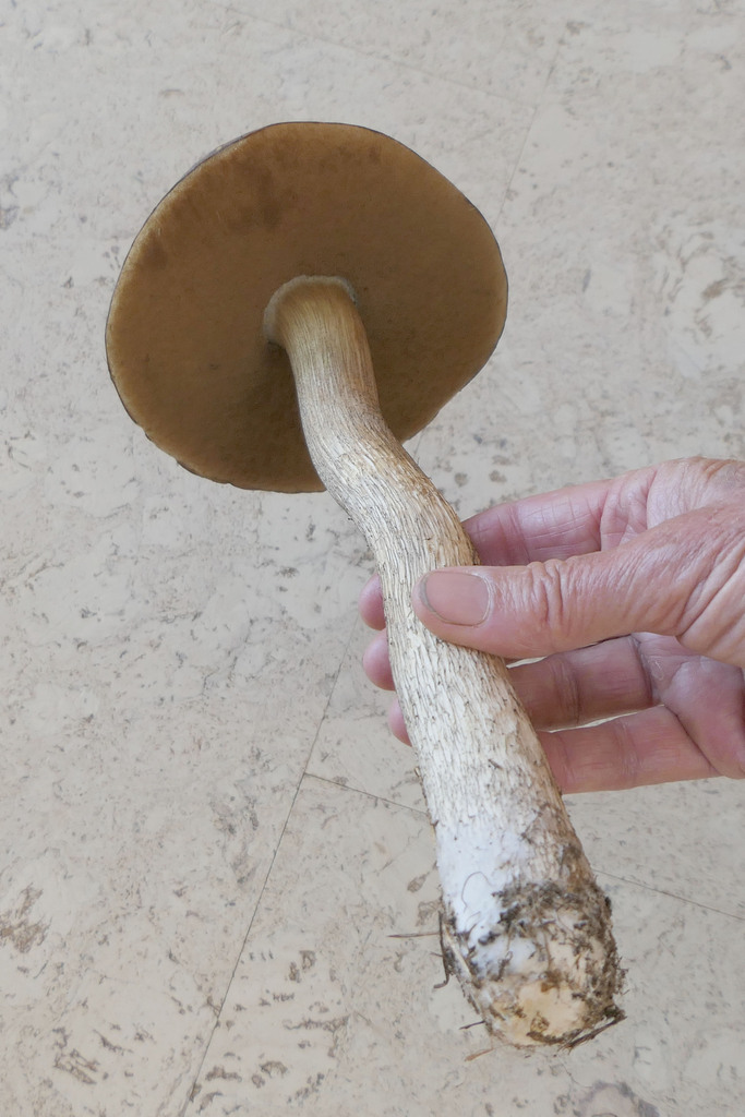 Leccinum scabrum · February 2026 · photo: © derek_onley (iNaturalist, cc-by-nc)
