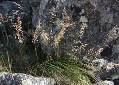 Poa alpigena