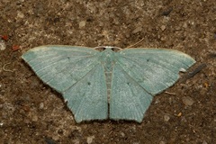 Maxates centrophylla