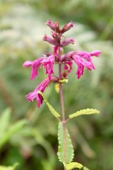 Stachys thunbergii