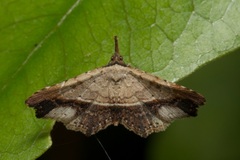 Philogethes metableta