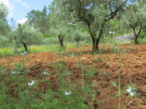 Nigella damascena