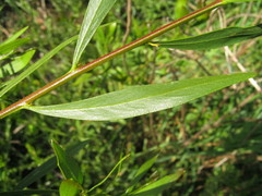 Acacia dodonaeifolia
