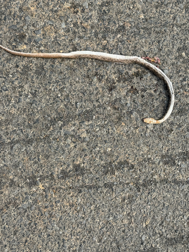 Chequered Keelback