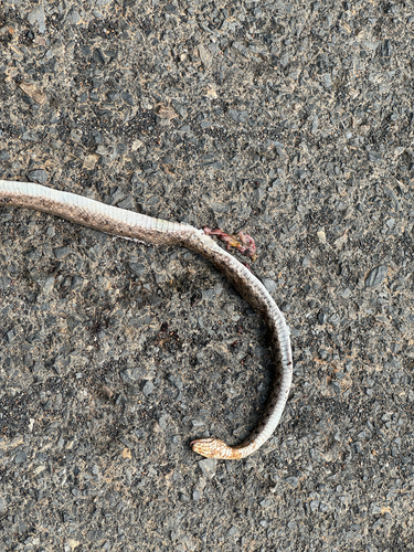 Chequered Keelback