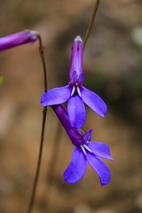 Lobelia tomentosa
