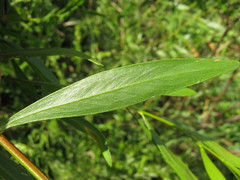Acacia dodonaeifolia