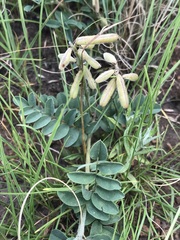Indigofera sanguinea