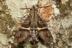Macroglossum errans