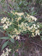 Sambucus cerulea