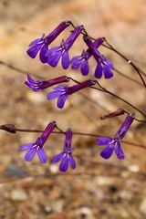 Lobelia tomentosa
