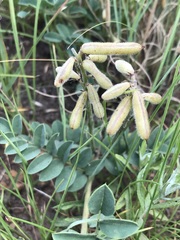Indigofera sanguinea