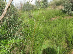 Acacia dodonaeifolia