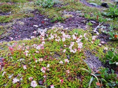 Bryanthus gmelinii