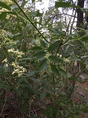 Sambucus cerulea