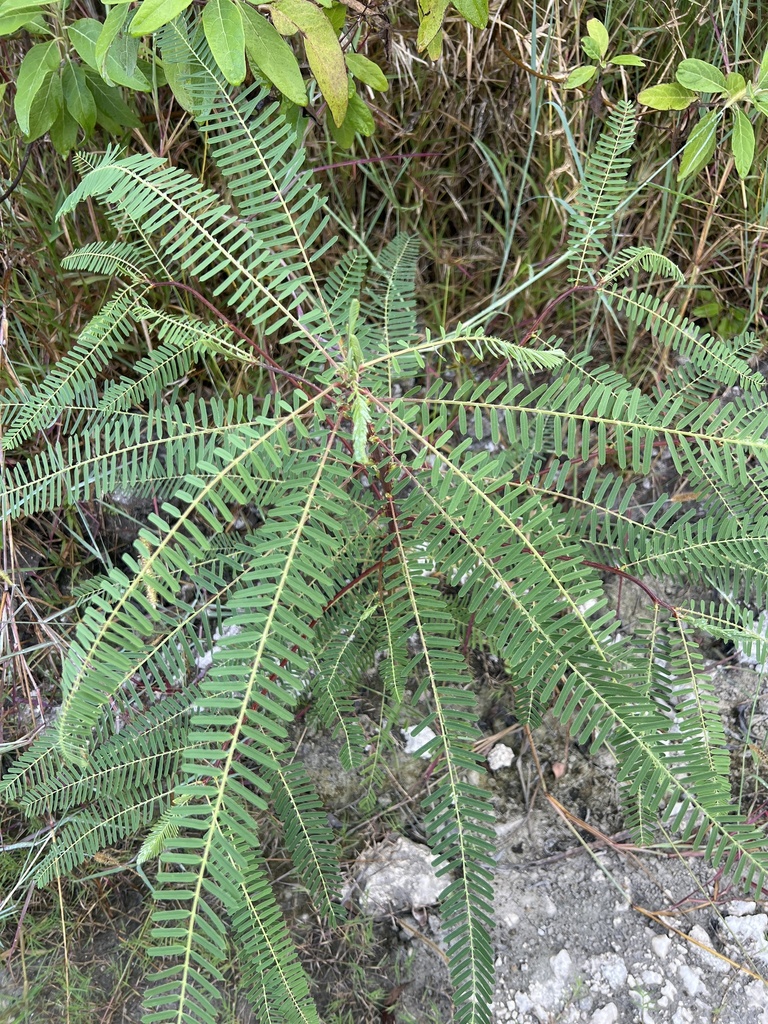 Sesbania coccinea (L.f.) Poir. 2