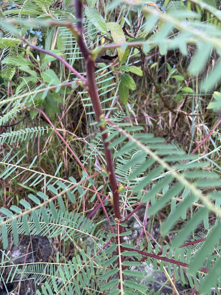 Sesbania coccinea (L.f.) Poir. 3