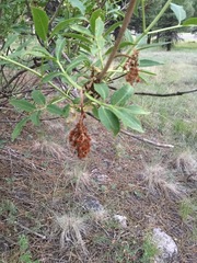 Sambucus cerulea
