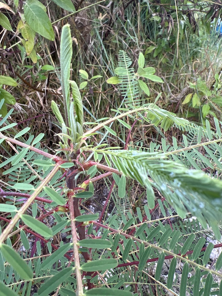 Sesbania coccinea (L.f.) Poir. 4