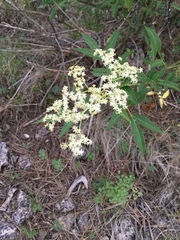 Sambucus cerulea