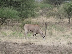 Oryx beisa beisa