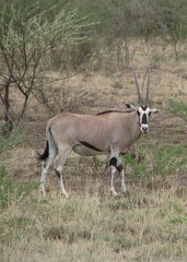 Oryx beisa beisa