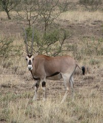 Oryx beisa beisa