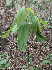 Mallotus philippensis