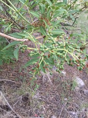Sambucus cerulea