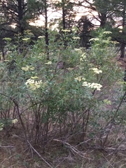 Sambucus cerulea