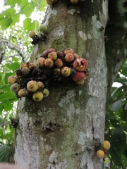 Ficus sur