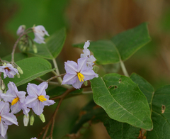 Solanum paniculatum