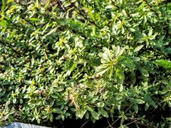 Amaranthus graecizans