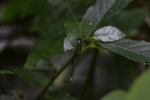 Nososticta impercepta