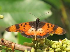 Acraea acara