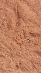 Caracal caracal