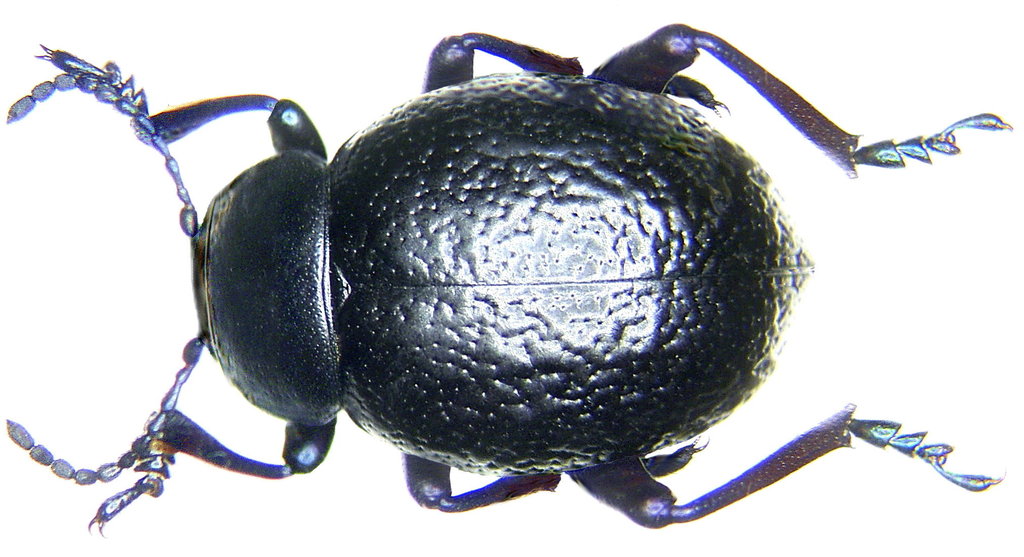 Timarcha sardea