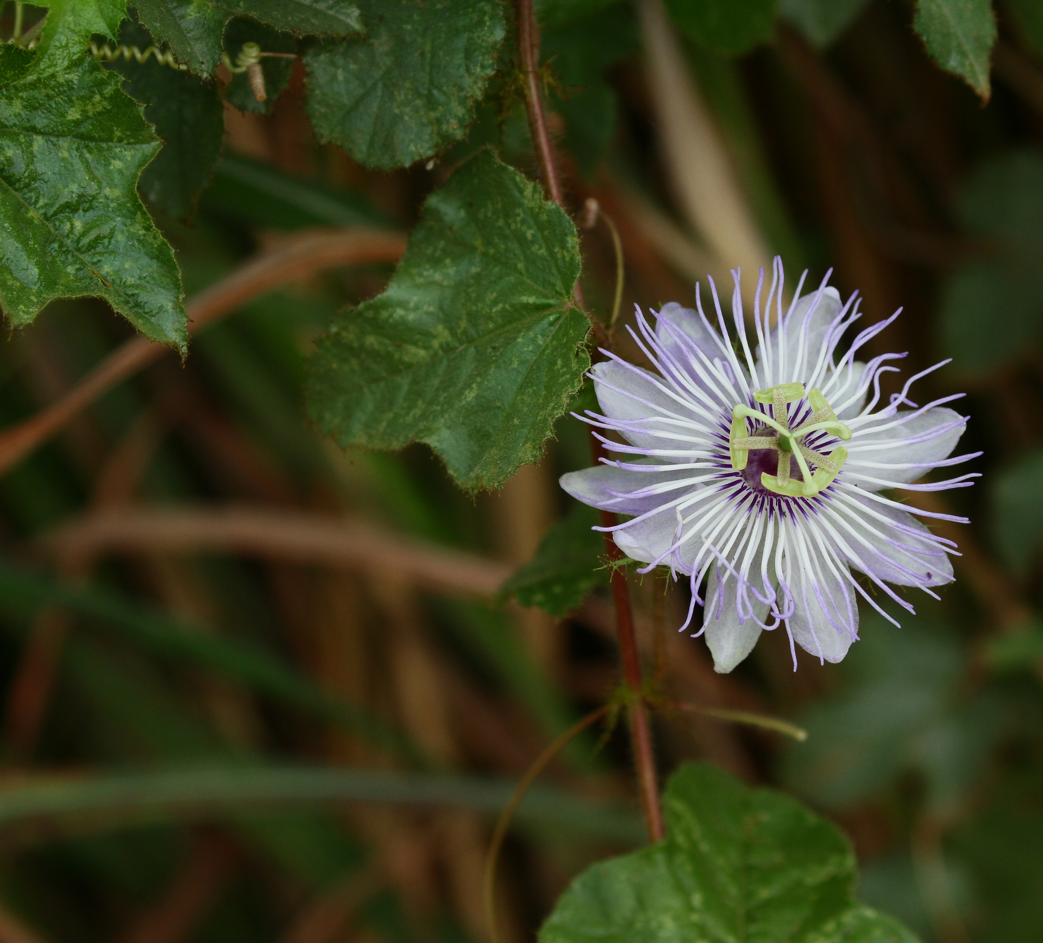 Passiflora foetida