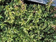 Amaranthus graecizans