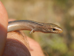 Chalcides chalcides