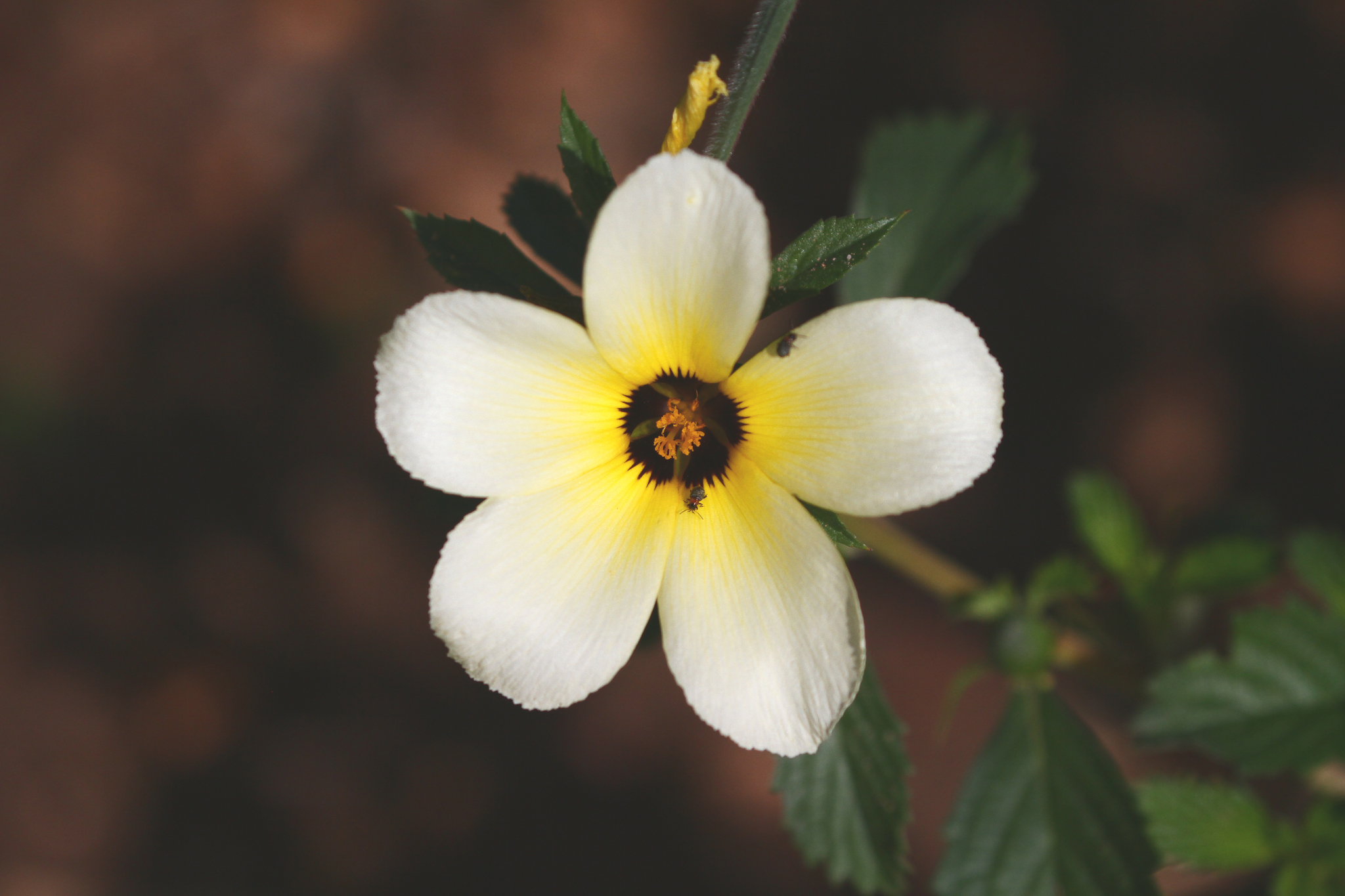 Turnera subulata