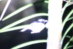 Manus Monarch photo 1